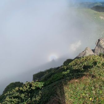 侘助(わびすけ)