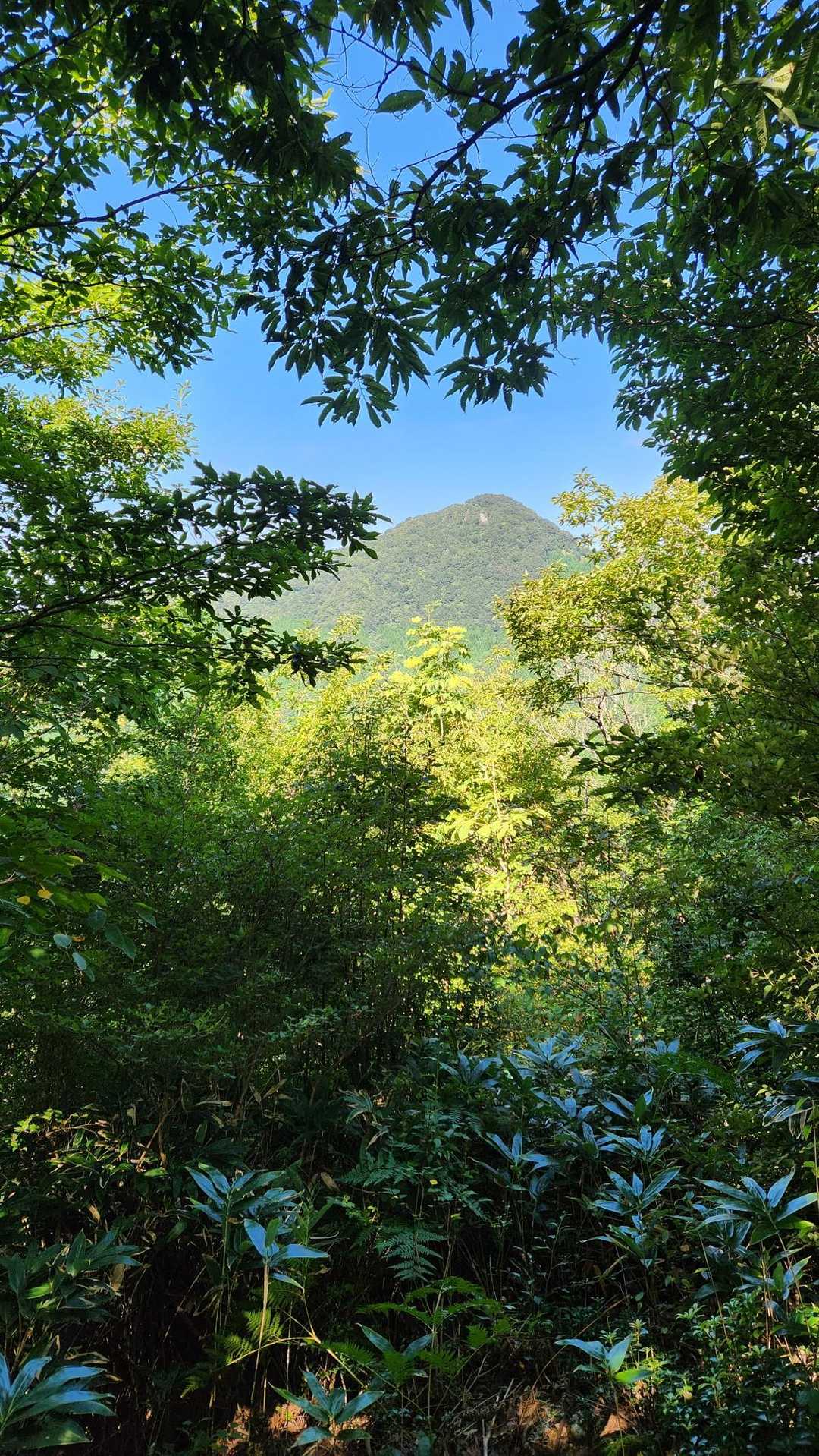 莇ヶ岳⛰️