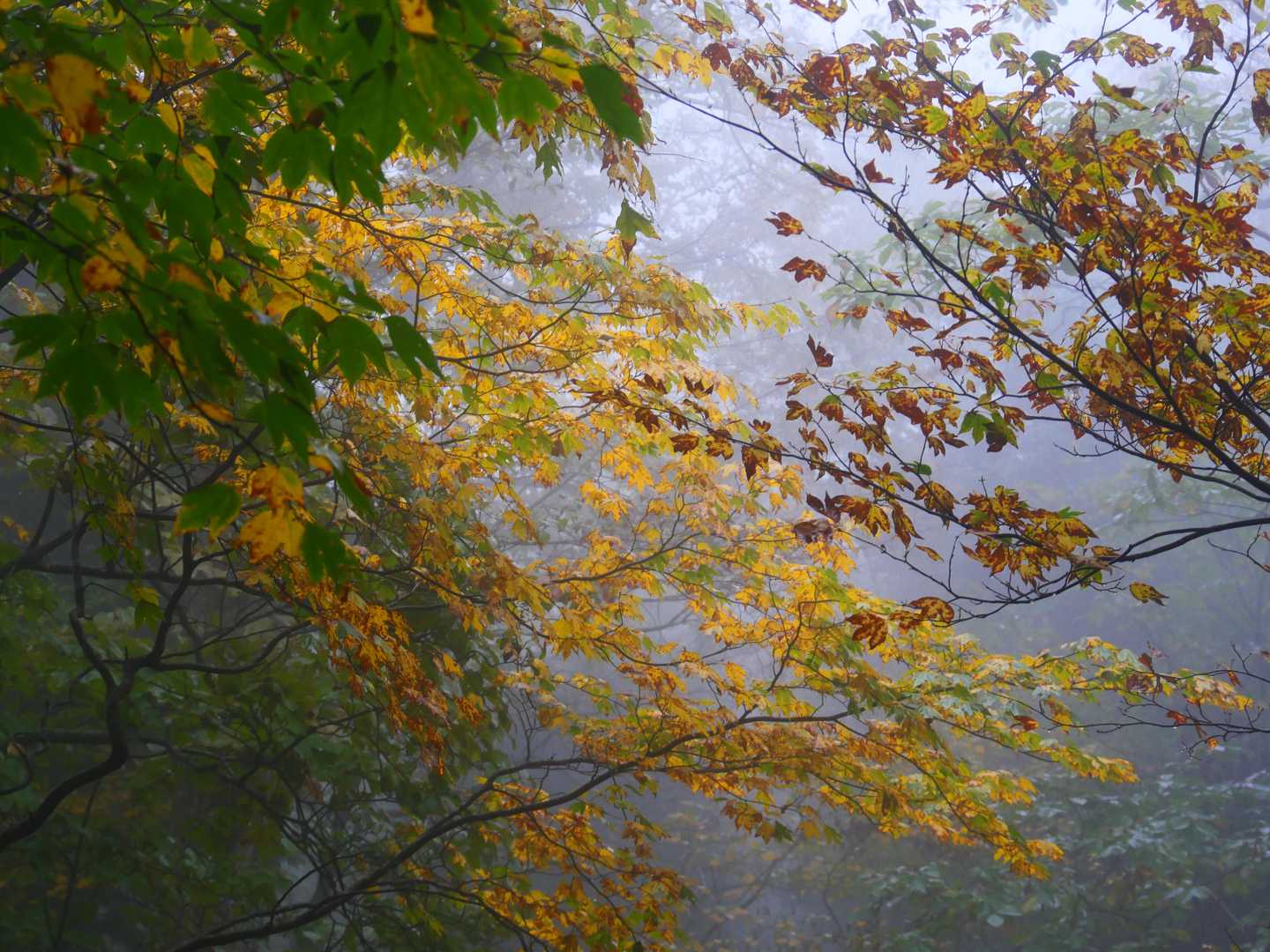 紅葉のお出迎え。