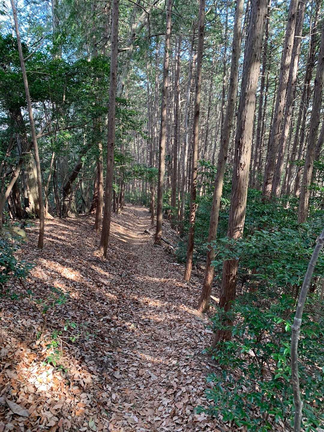 越生駅-高取山-根っこ山-大高取山-稲荷坂バス停 縦走コースの写真