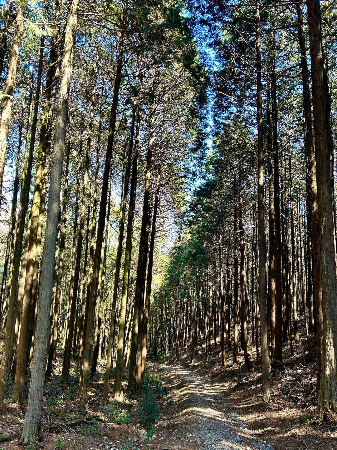 しばらく木の間の道を歩く。