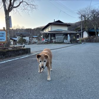 民宿みはらしに戻ってきたら
看板犬のチャムちゃん(♀)がお出迎え😍
人懐こくて可愛いですよ〜💕
もう老齢のチャムちゃんですが毎日、放し飼いで歩き回って元気です😊