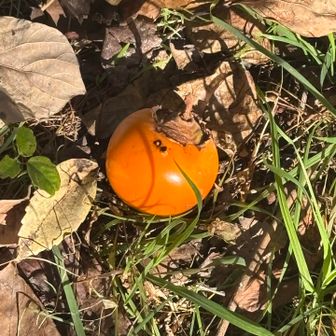 こんなに小さい柿は関東ではあんまりみないな〜