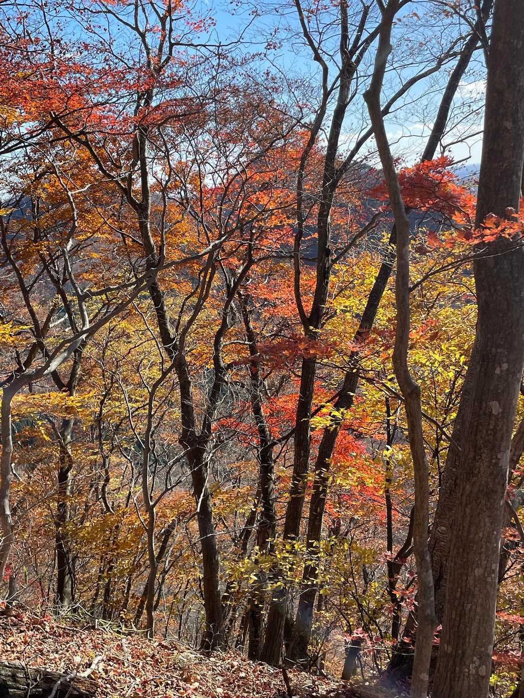 遂倉山登山口-遂倉山-鎌倉山-鎌倉山入口-南川ダム 縦走コースの写真