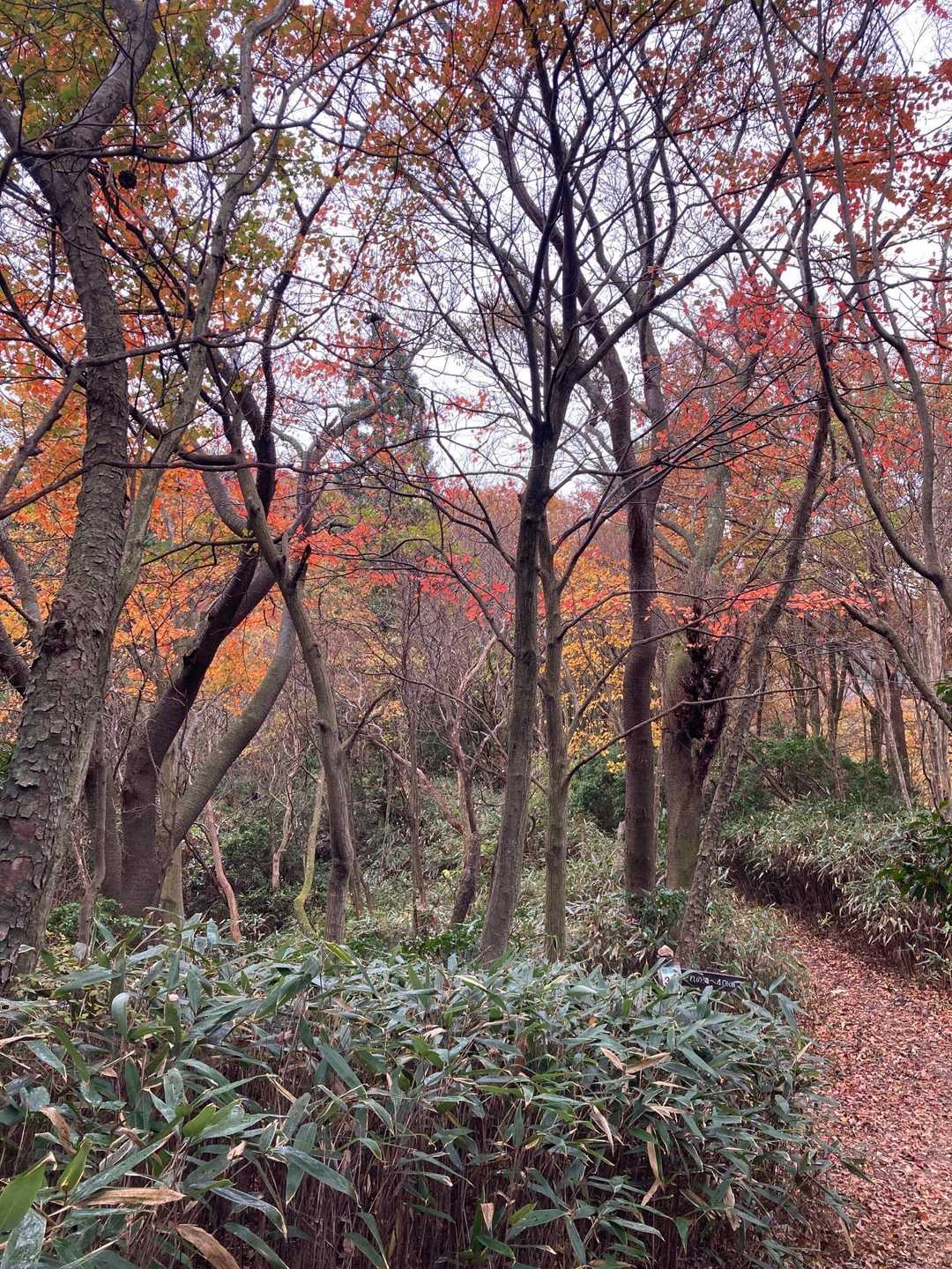 御岩山-高鈴山 往復コースの写真
