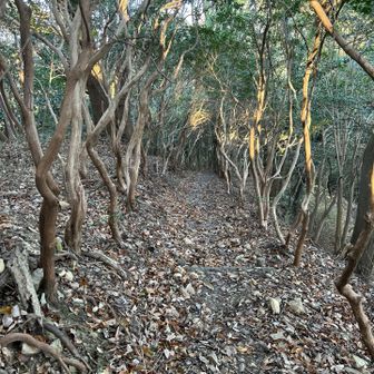 枯れ木ロード。眠れる森の美女って雰囲気がありません？