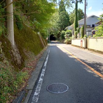 いやあ、陰が多くて助かります🙏