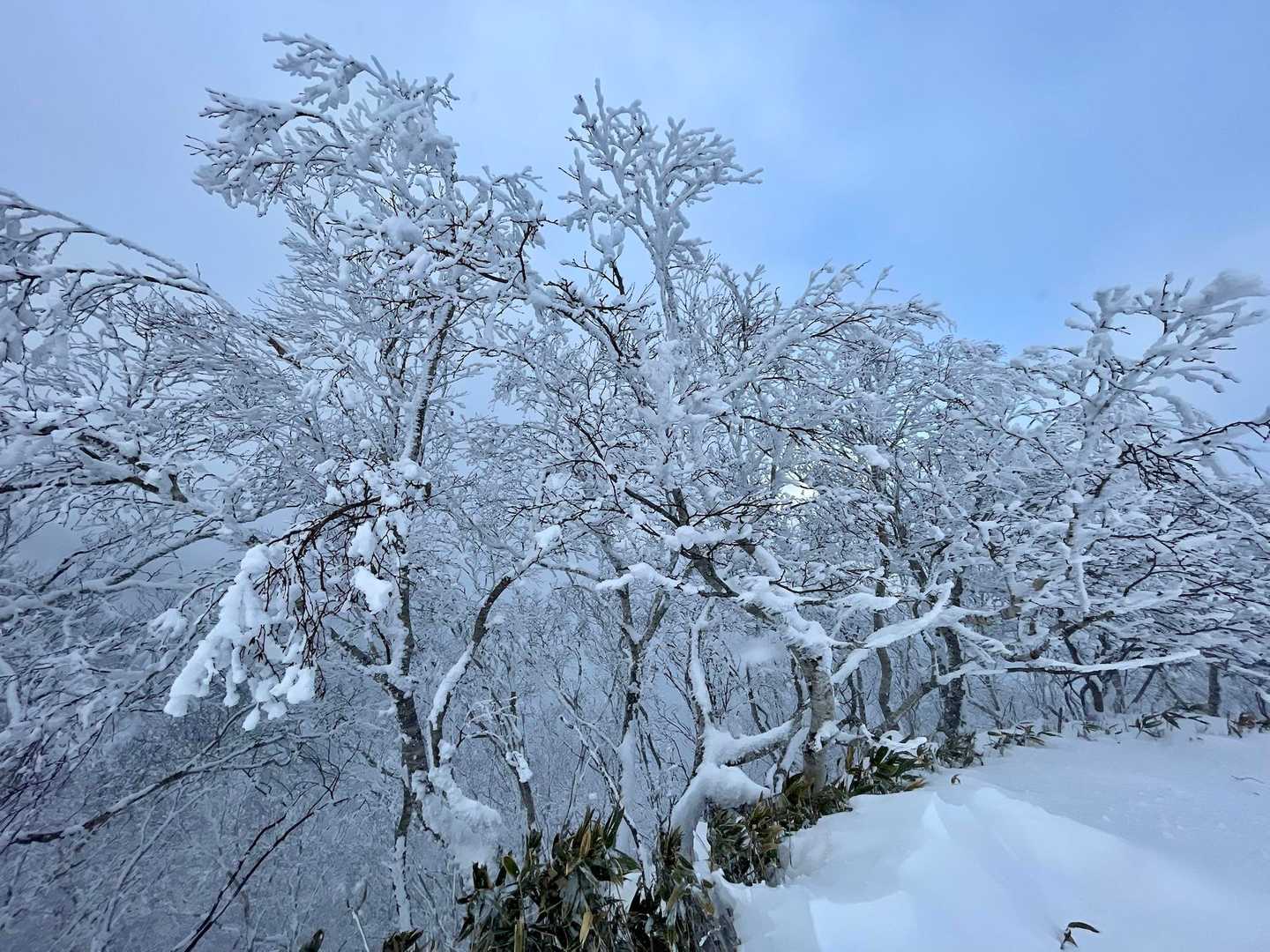 鷲別岳 往復コースの写真