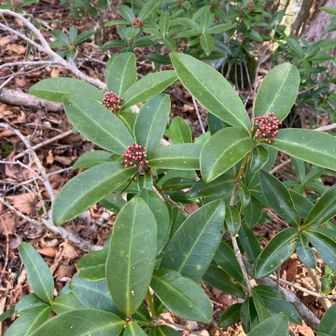 ミヤマシキミかな