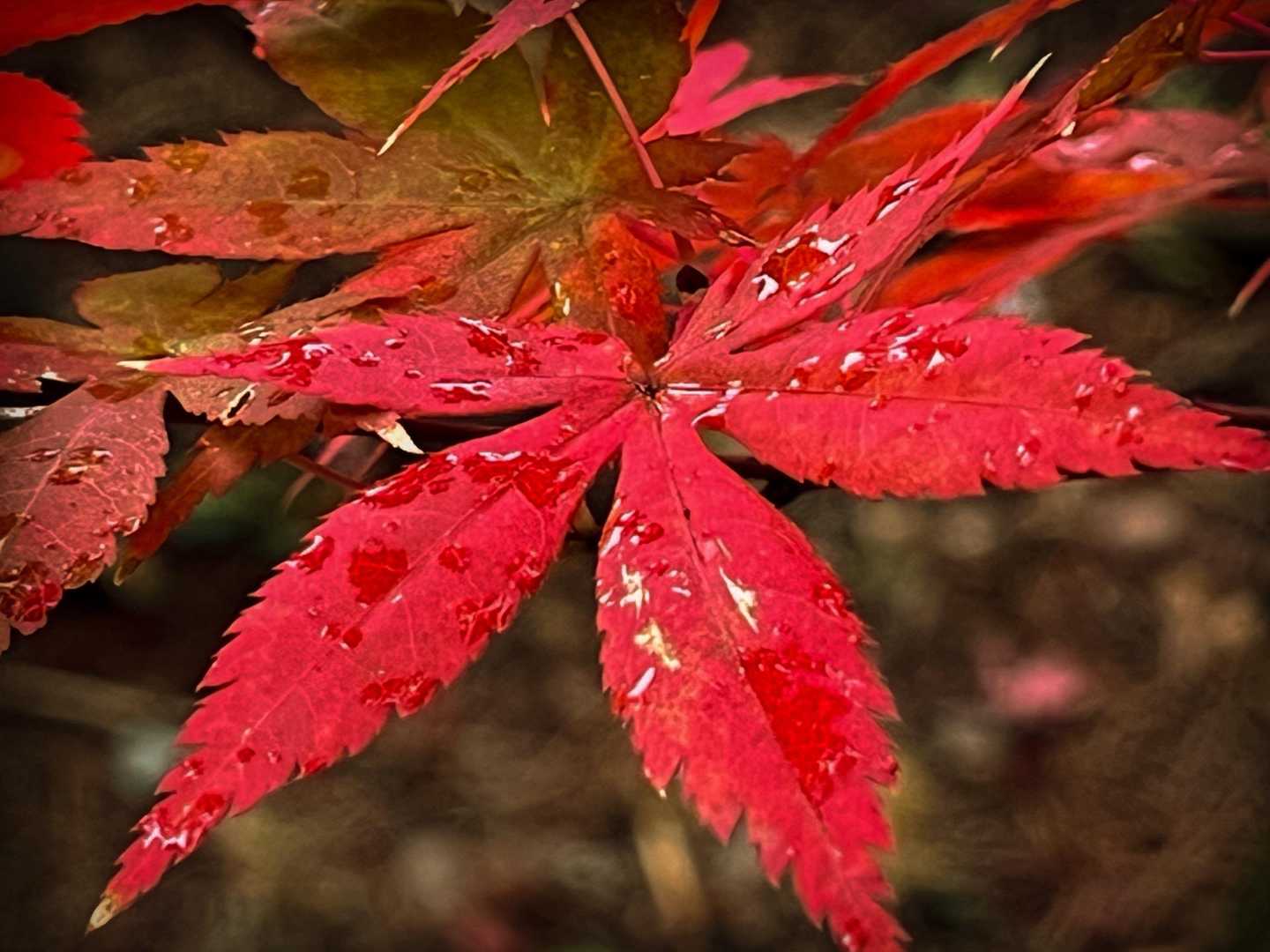 ここの境内のもみじが今日一、真っ赤でした🍁