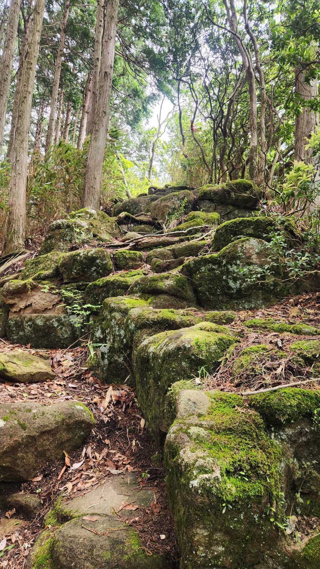 兜岳・鎧岳ハイキングコース登山口-兜岳-峰坂峠-鎧岳-新宅 縦走コースの写真