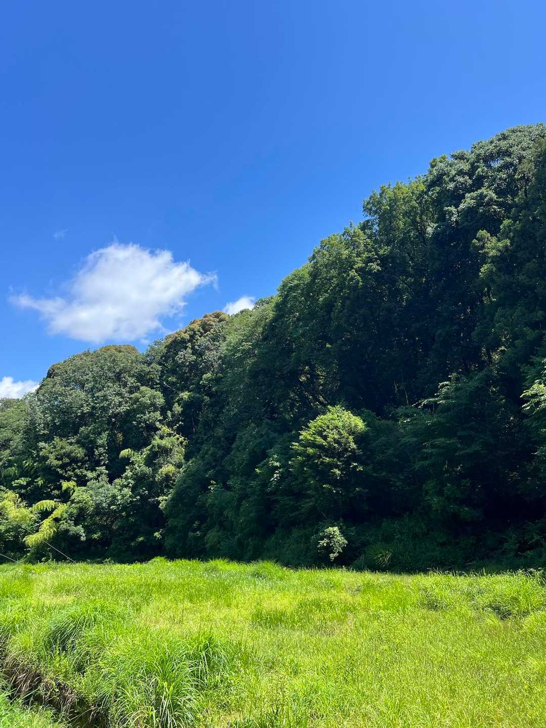 綺麗な空と緑