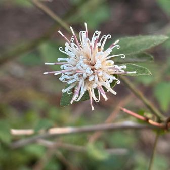 登山道に打ち上げ花火のコウヤボウキ