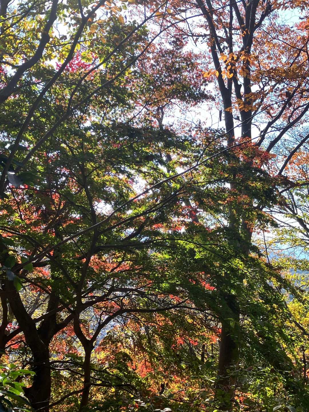 紅葉はまだ楽しめる🍁