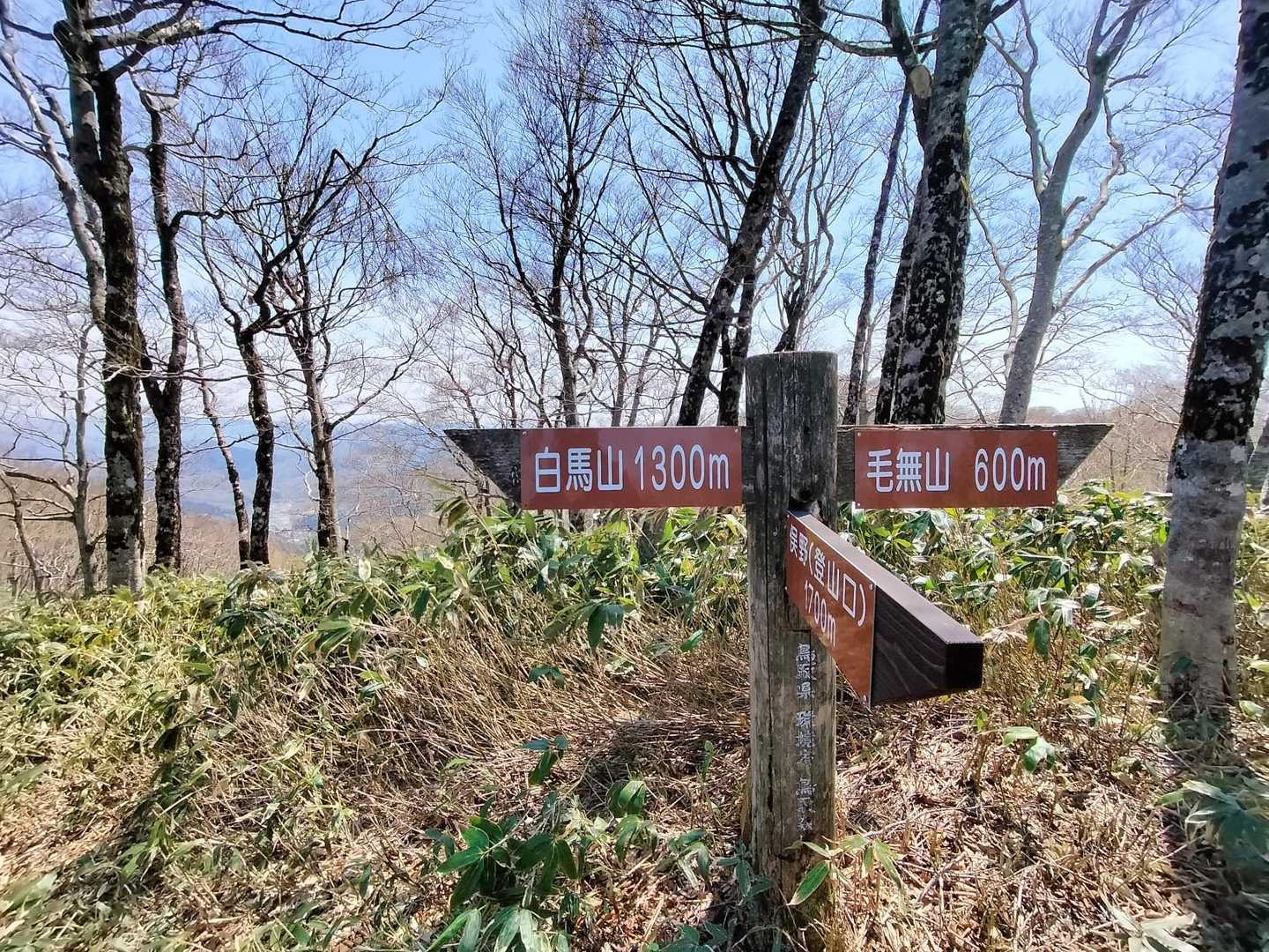 ウド山から分岐まで登り返して、白馬山へ向かいます👉