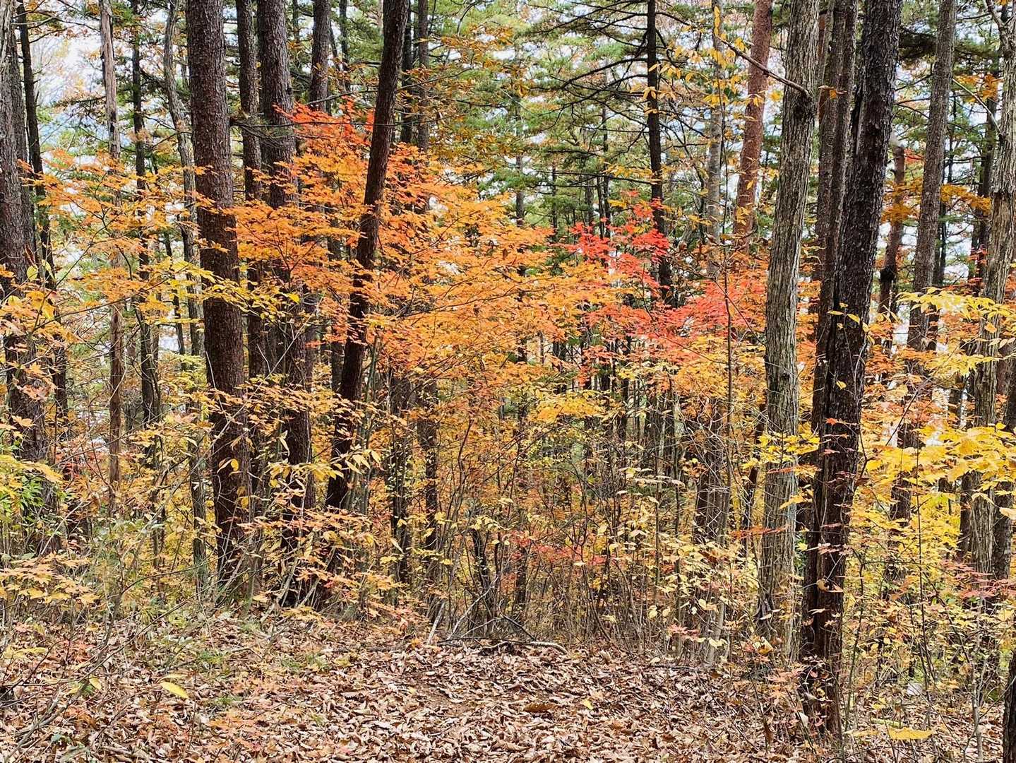 カエデ🍁が綺麗