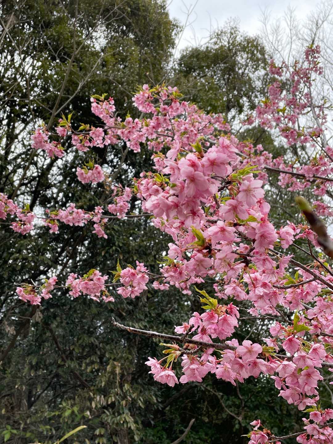 春ですね〜🌸