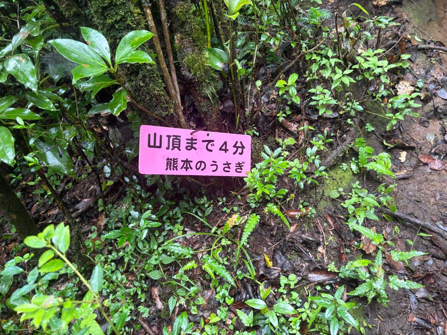 かめさんじゃなくて、うさきさんでした。

結構急な所もありましたが、お花探しモードです😆