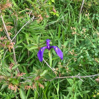 ユーザーピッコロ