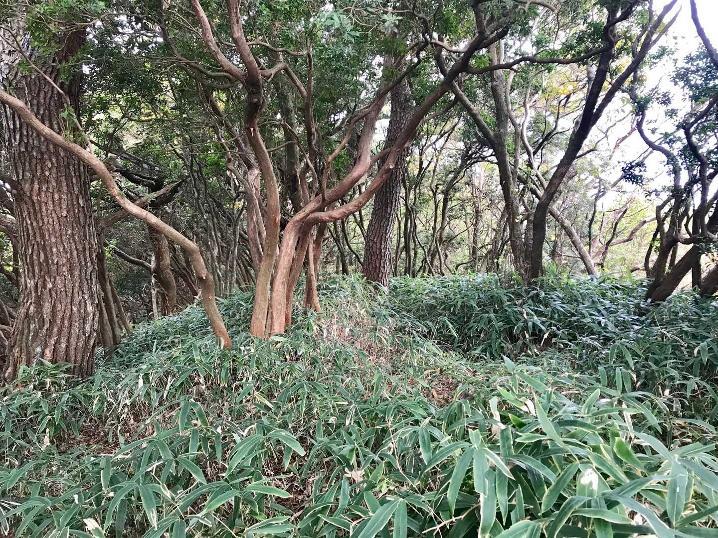 西お多福山の写真