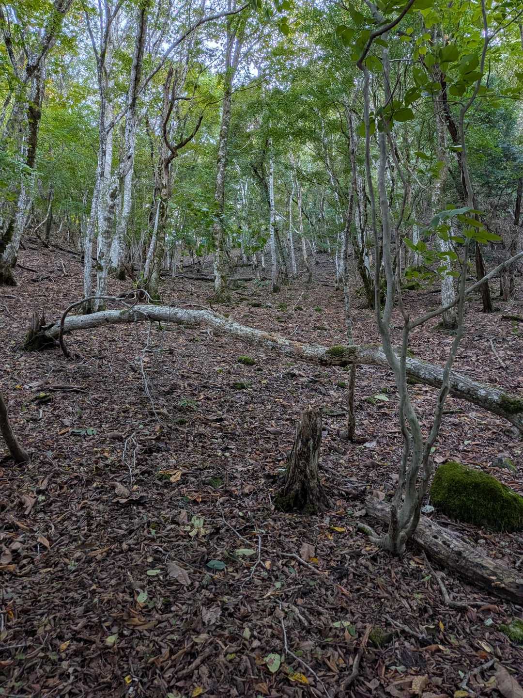 弥仙山登山口-弥仙山 往復コースの写真