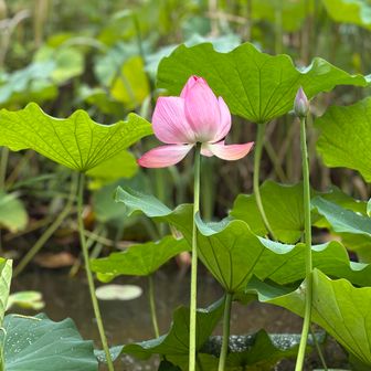 冥土の土産にしてやろうか