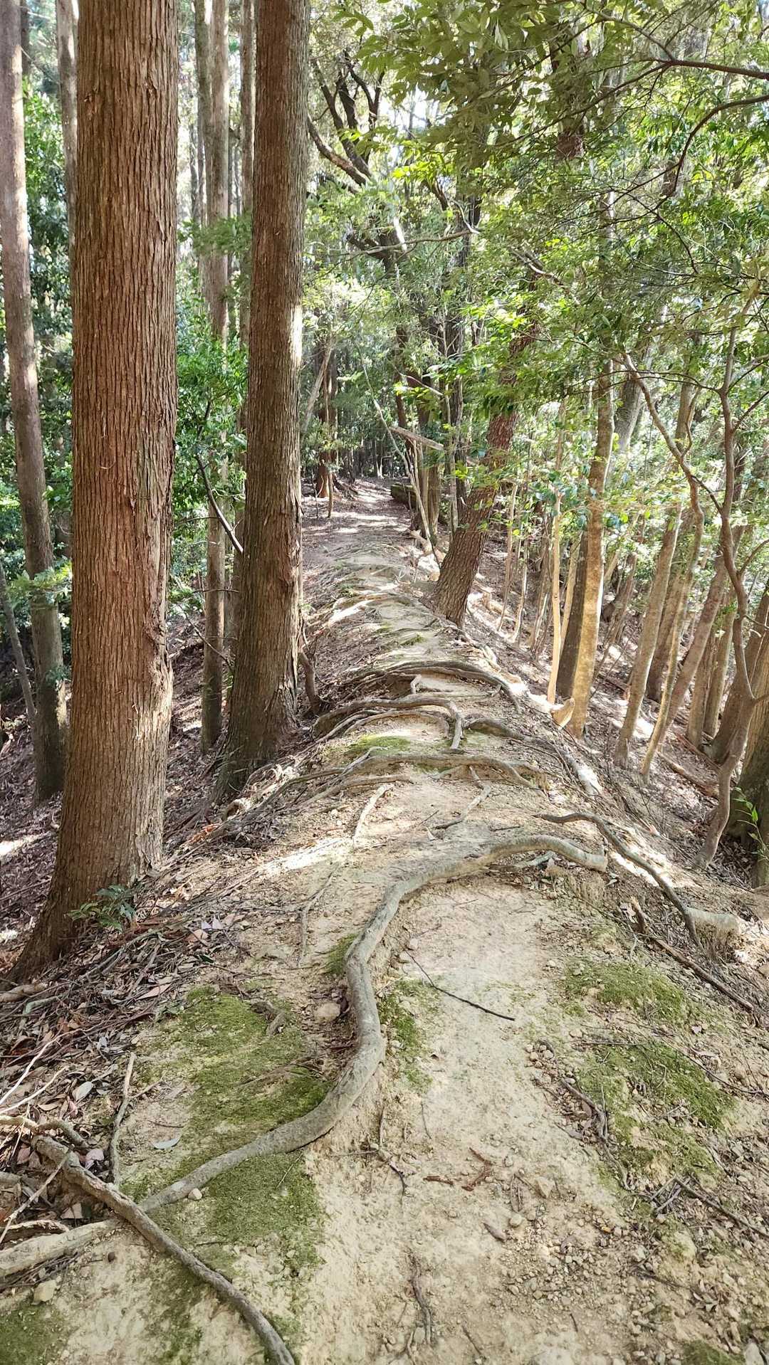 尾根歩き
