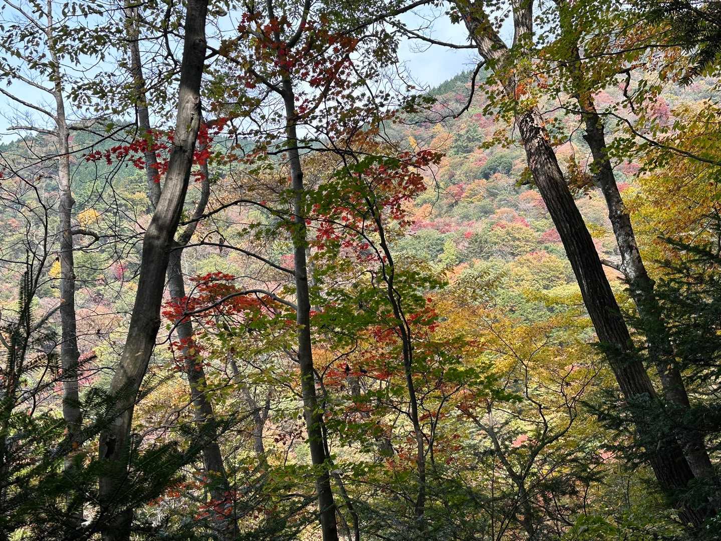 今淵ヶ岳 往復コースの写真