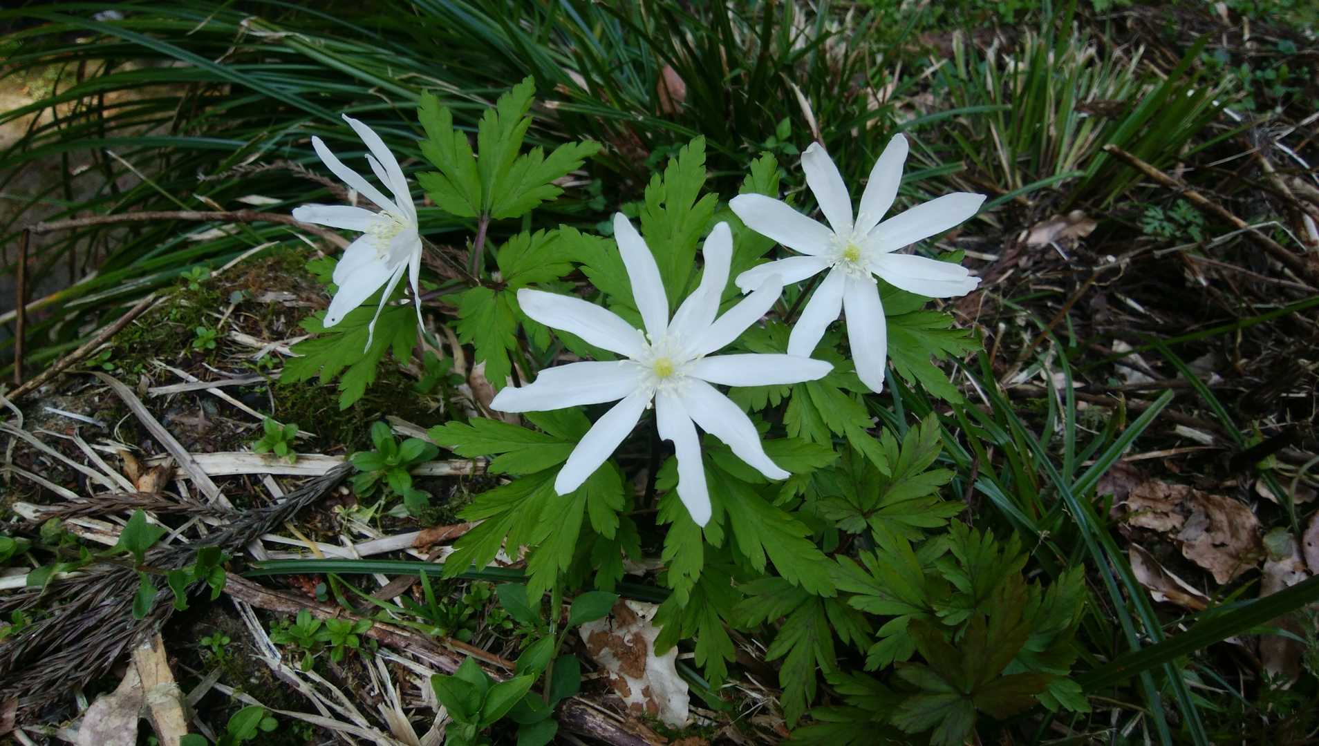 林道脇にキクザキイチゲ(菊咲一華)
