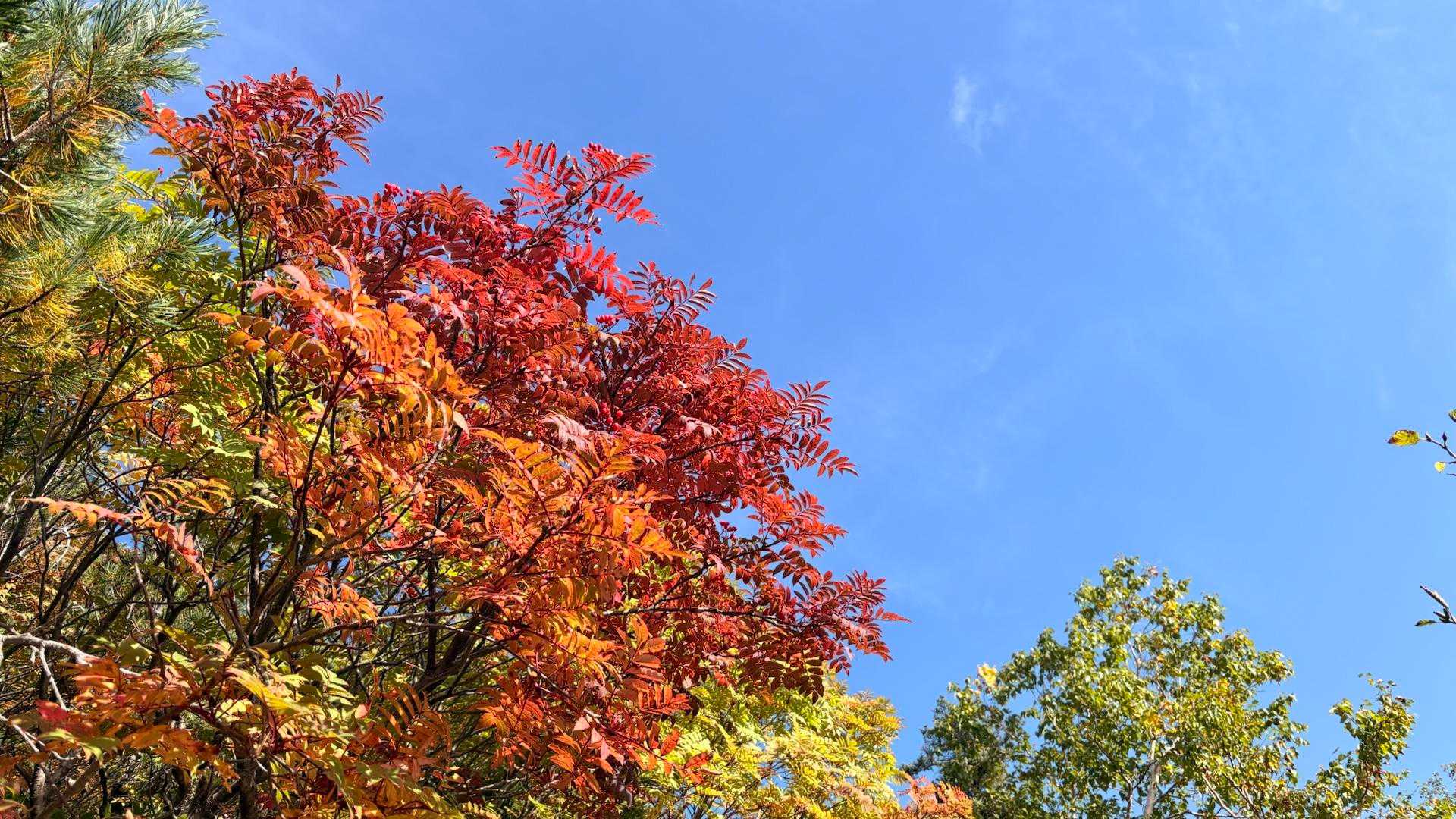 今日の東京🗼は真夏日☀️💦
でも御嶽山は紅葉🍁が進んでます

秋🍂が来てるんだね〜
なんだか嬉しい☺️