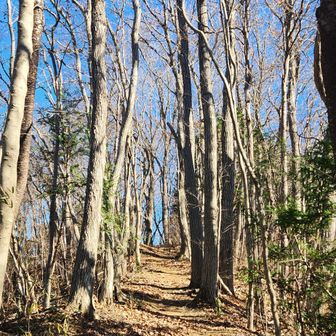 ここは歩きやすいが
下りとかはロープ張ってあり、使わないと落葉でずり落ちちゃう😱
生瀬富士みたいな登山道
この時期は気を付けないと捻挫しそう