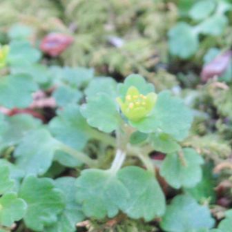 ムカゴネコノメソウ