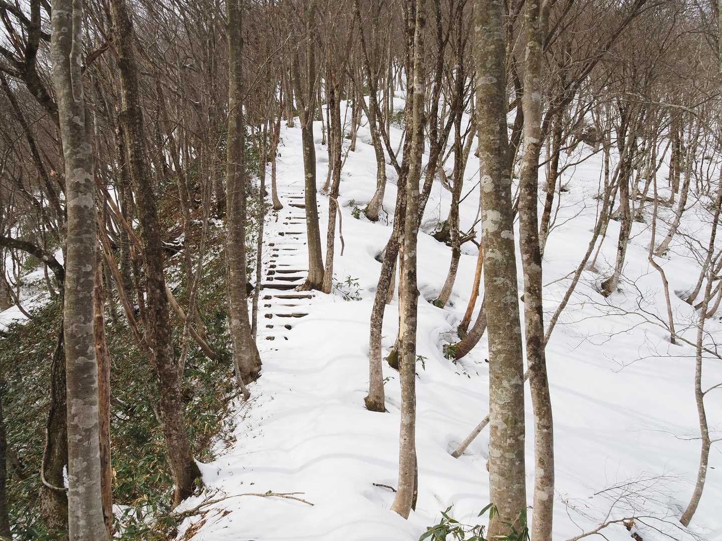 朝鍋鷲ヶ山の登りは階段地獄ですが、階段が出ているところの方が少ない状態でコレもまたシンドイ上りでした。😵💨
