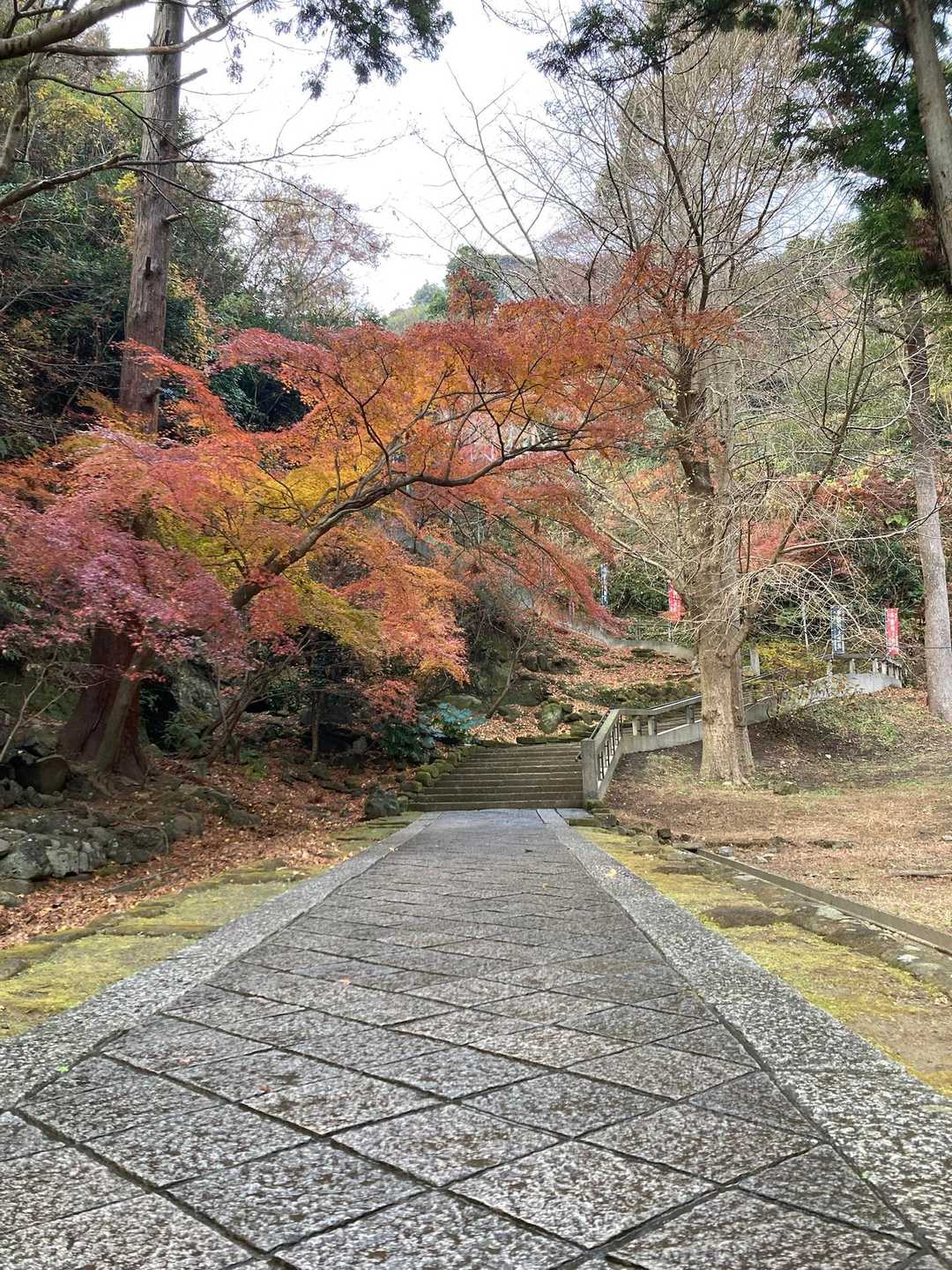 師走のこの時期でもまだ紅葉を楽しめるとは‼️