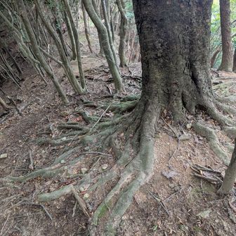 🐙タコもビックリな木🌳
