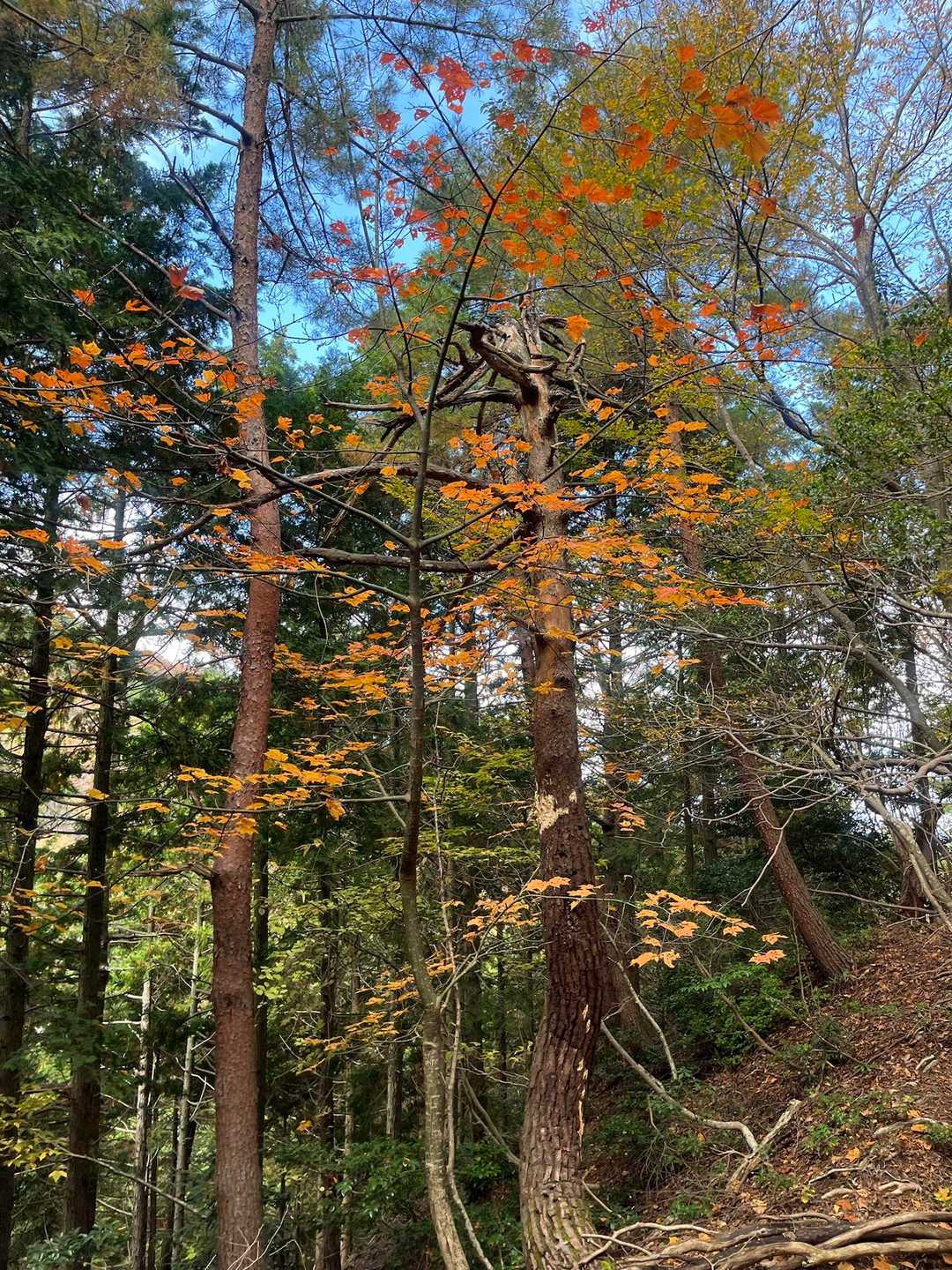 紅葉。散ってるものもあったけど、鮮やかでした。