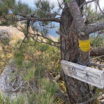 グレーピークだそう。自己責任ですが是非‼️