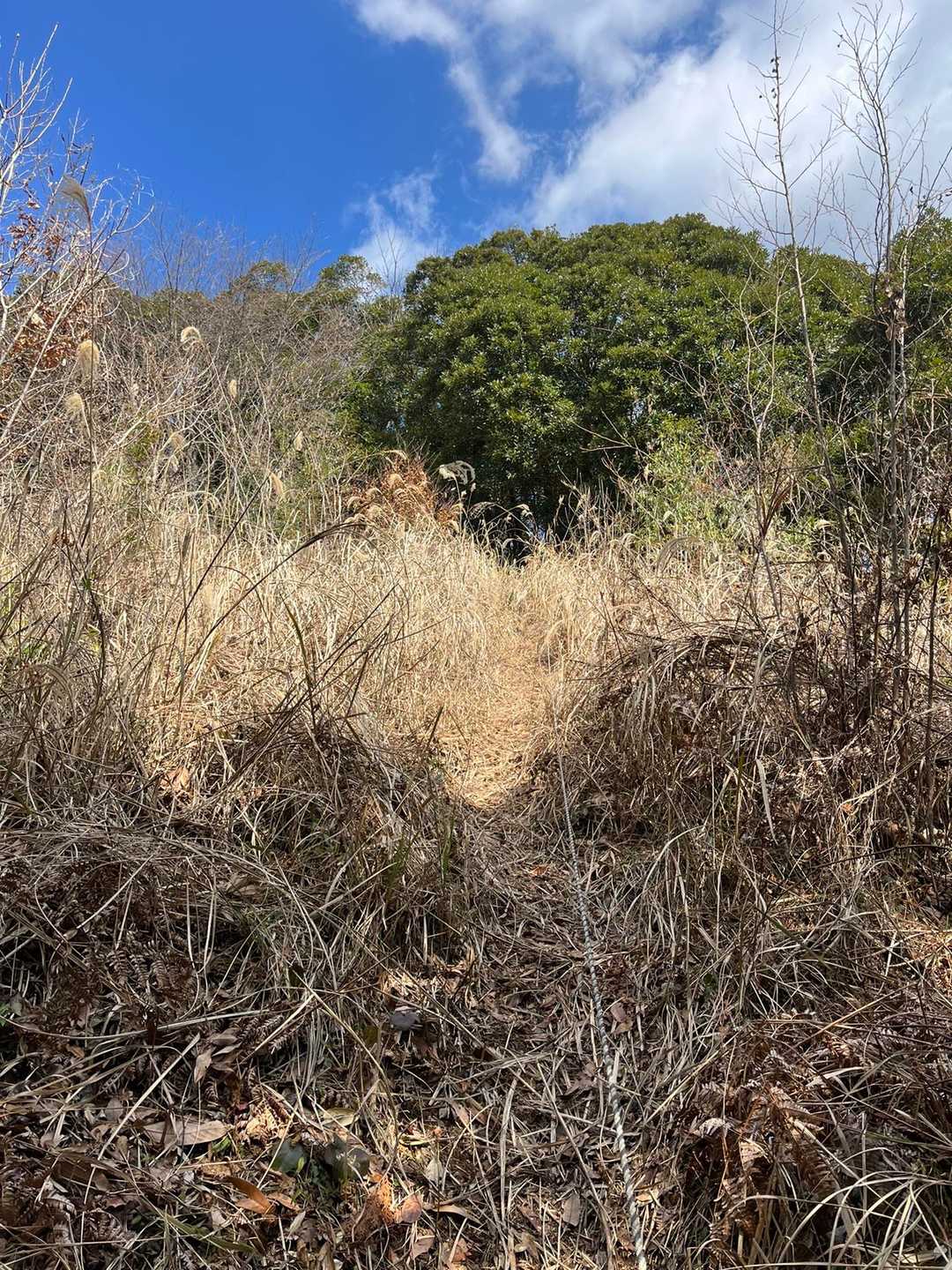 この先に何が待っているのか、初めて登る山はいつもワクワクしますね！