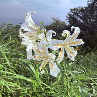 高鈴山山頂に咲いてました😁✨