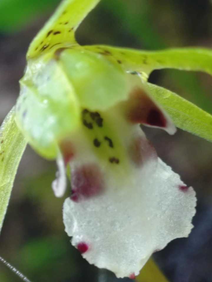 植物図鑑〜イチョウラン ラン科イチョウ / EIGERさんのモーメント