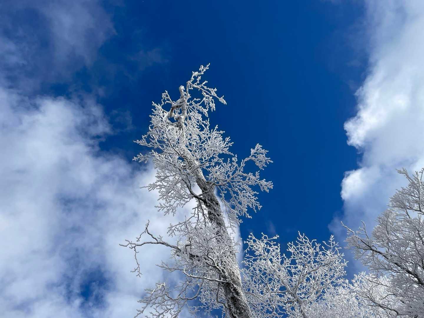 明神平-明神岳-判官平-桧塚奥峰 往復コースの写真