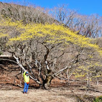 佐渡窪・坊がヅルのマンサクを訪問 / タミーの登山データ | YAMAP