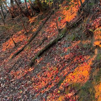 夕日に照らされて