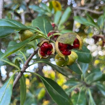 いっけん可愛らしいが
よく見るとわりとグロい
エイリアンみたい