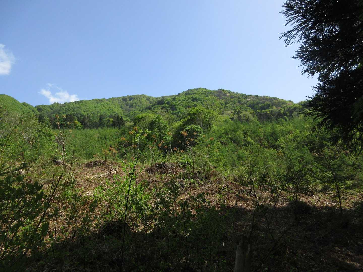 
伐採地跡から高陽山山頂

左に緩やかな主尾根が続いていますが登山道は手前の急登尾根です。