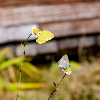 蝶も飛んでいました🦋