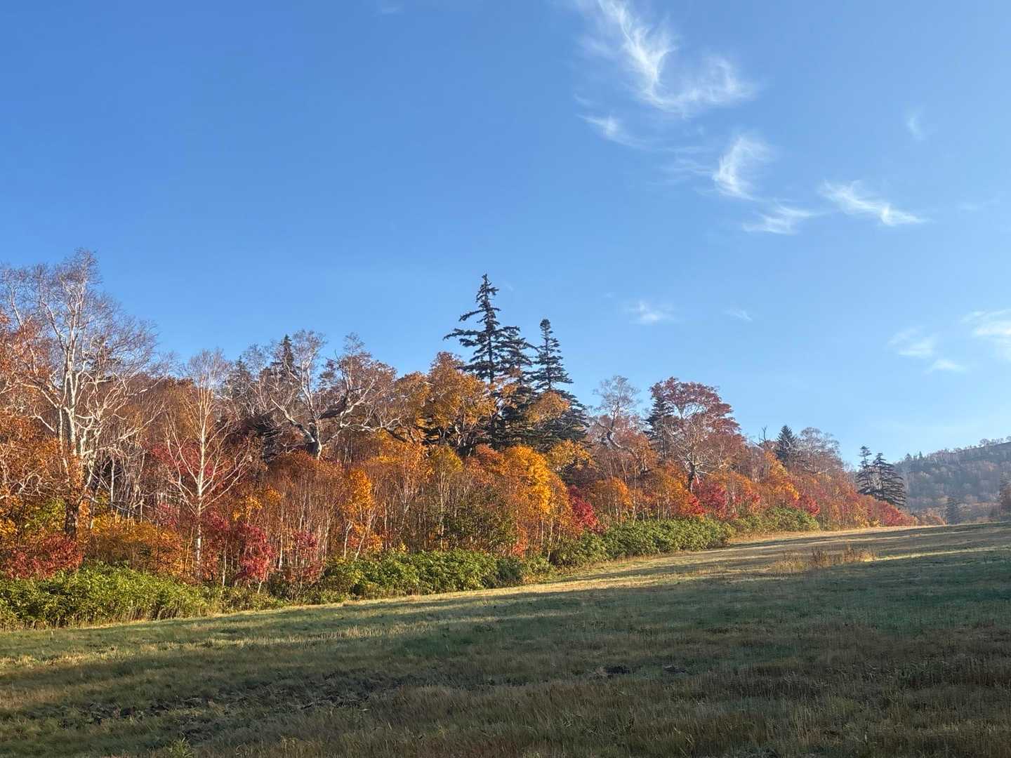 紅葉はこの付近が見頃でした
