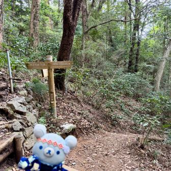 ふだんは気軽にポップにケーブルカーとかで下山しちゃうけど今日はがんばって２号路→病院ルート行ってみよー‼︎
＼( 'ω')／