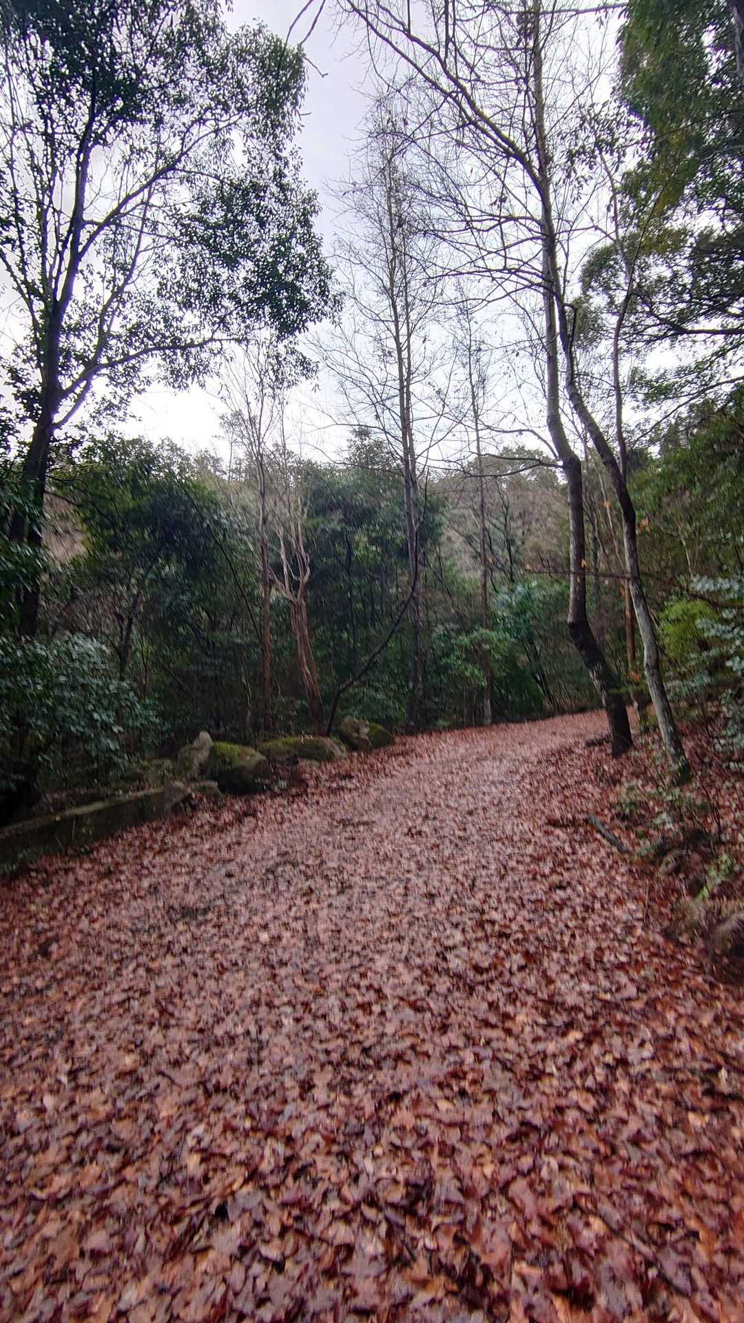 落ち葉道