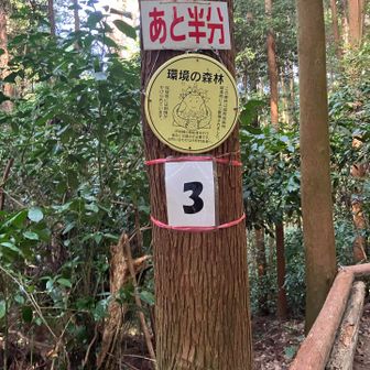 多分、六ヶ岳まで半分？
しかし、どこから？